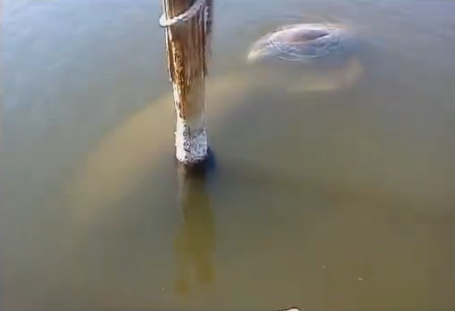 sjökor, Florida, Djur, Trakasserier, Video